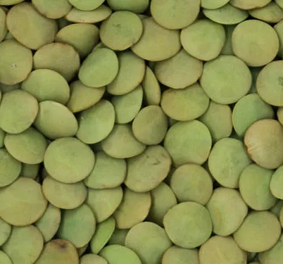 Medium Green Lentils