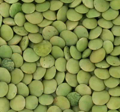 Small Green Lentils