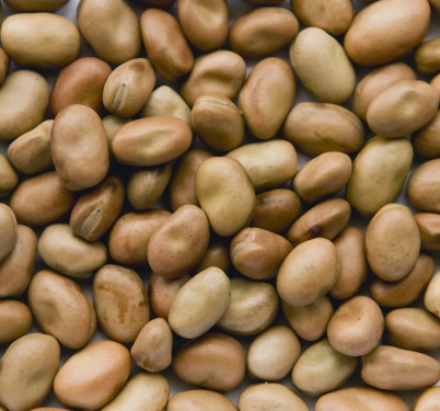 Faba Beans