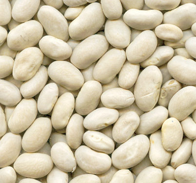Great Northern Bean