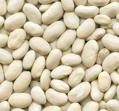 Great Northern Bean