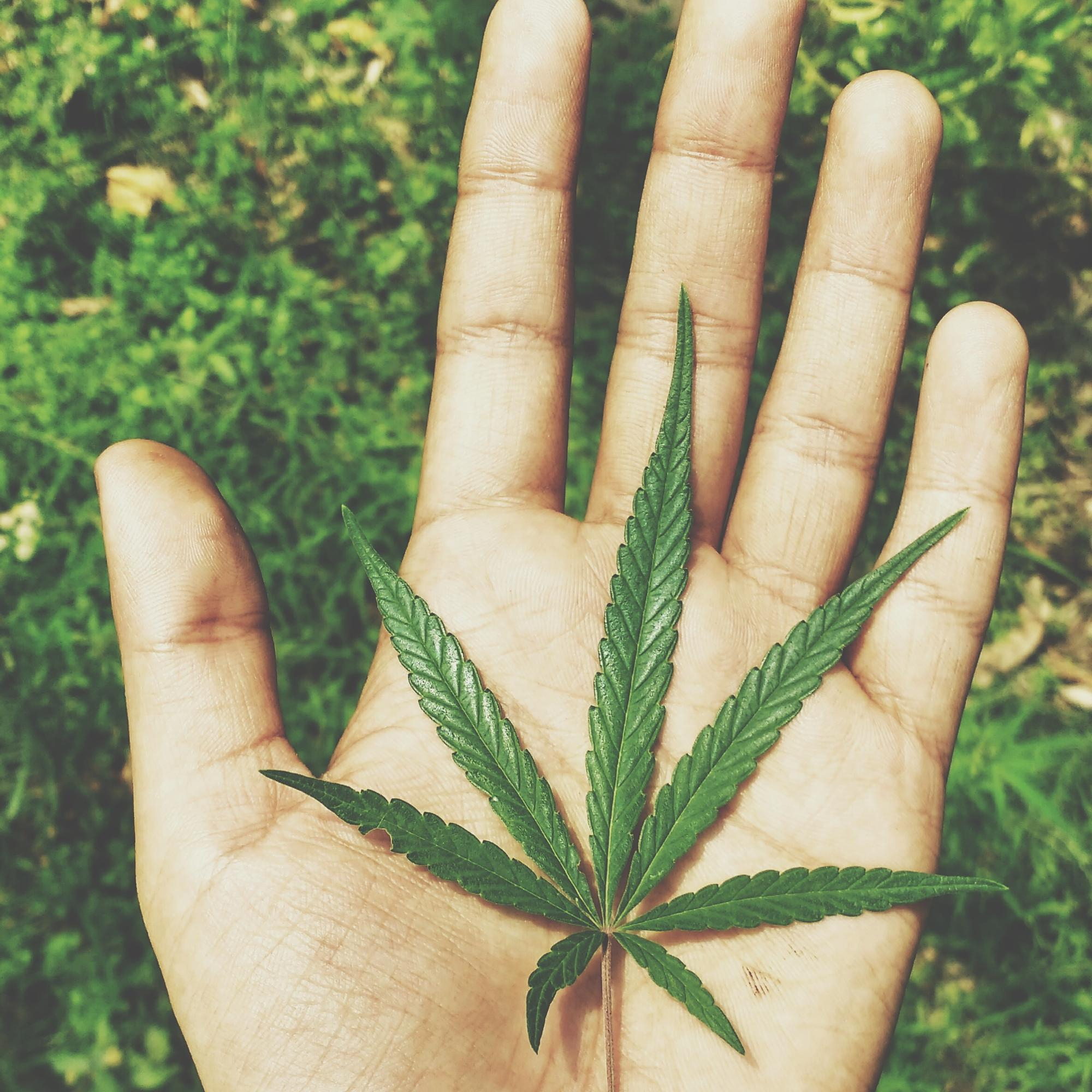 Hemp Plant in Hand