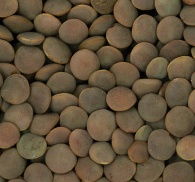 Whole Red Lentils