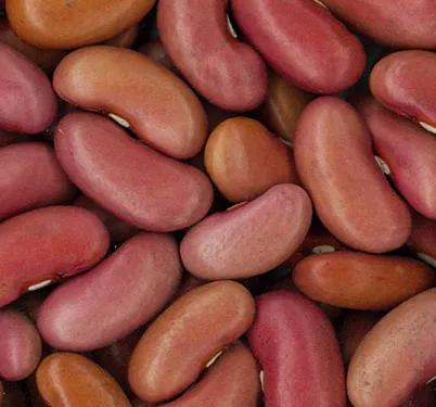Light Red Kidney Beans