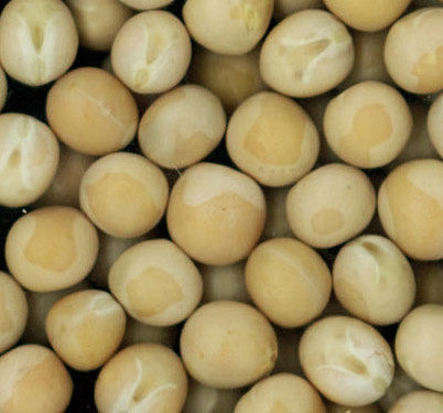 Yellow Peas