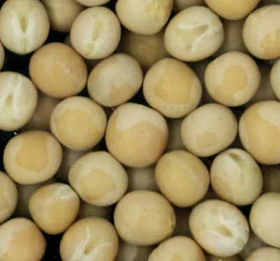 Yellow Peas