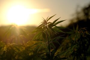 hemp, plant, nature, hemp field, leaves, mood, lighting mood, backlighting, sunset, evening atmosphere