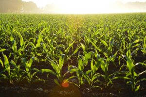 Lush cornfield illuminated by the golden morning sun, showcasing growth and vitality.