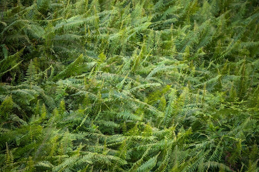 Industrial Hemp’s Role in a Circular Economy: From Plant to Sustainable Material