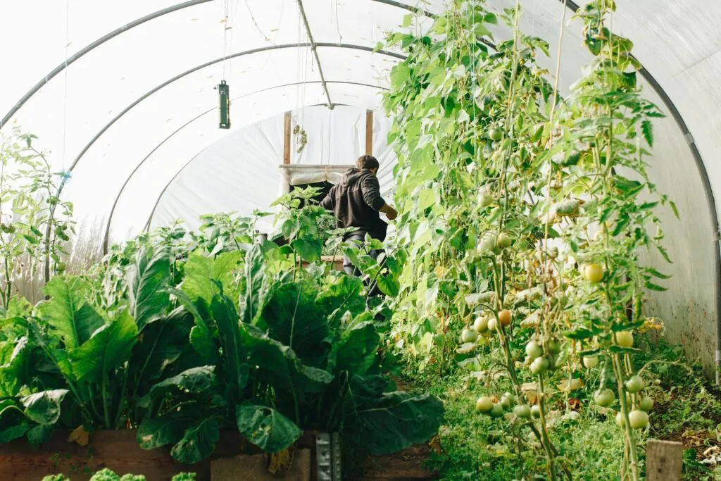 Innovations in Hemp Processing: Technologies That Improve Yield and Quality