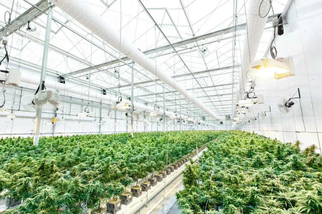 How Industrial Hemp Supports Regenerative Farming Practices