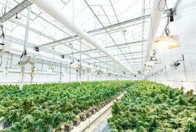 How Industrial Hemp Supports Regenerative Farming Practices