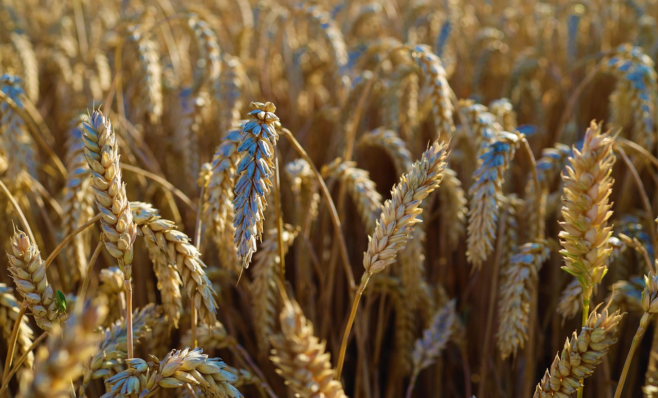 harvest, wheat, field, rural, organic, fiber