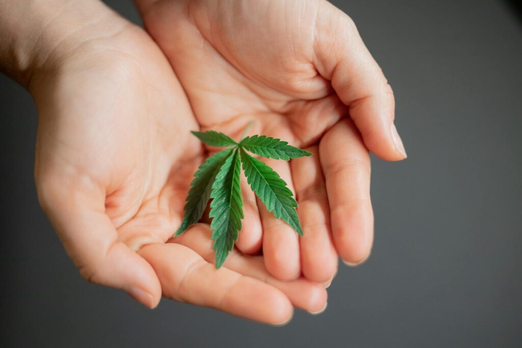 Tender hands gently cradling a fresh cannabis leaf, symbolizing growth and healing.