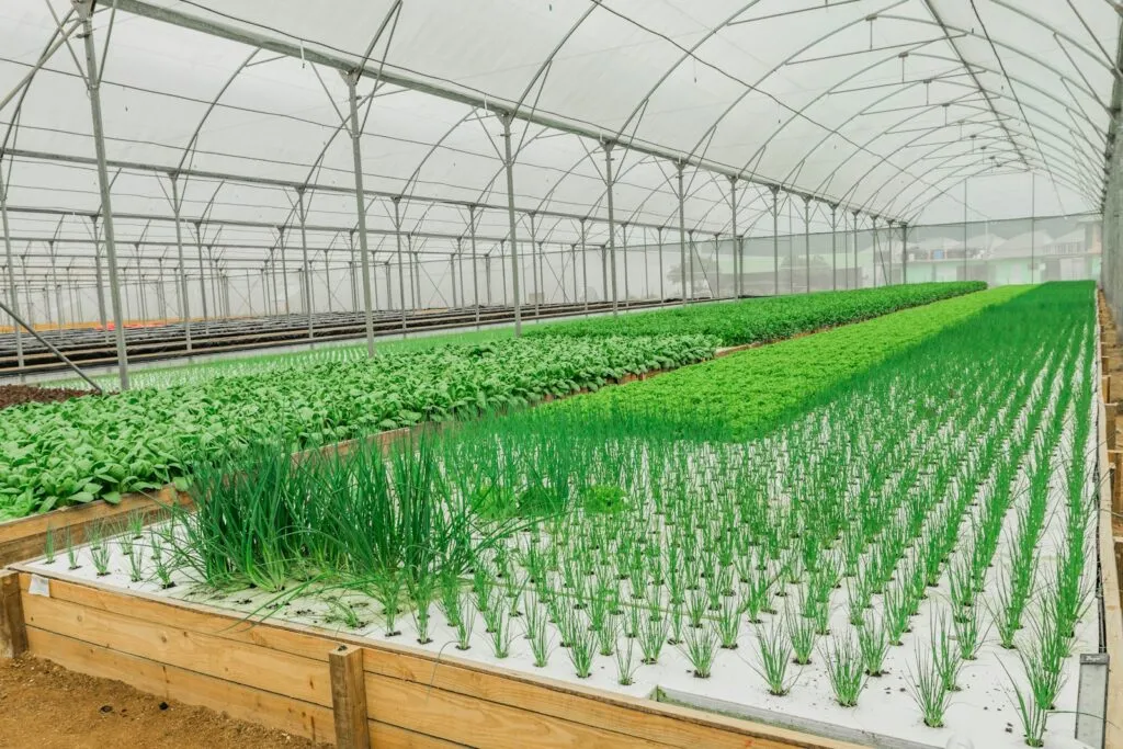 A large greenhouse with lots of plants growing inside of it