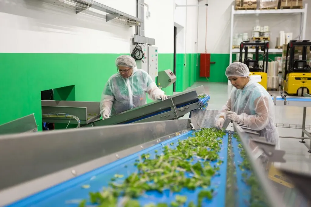 Inside the Hemp Supply Chain: From Cultivation to Consumer Products