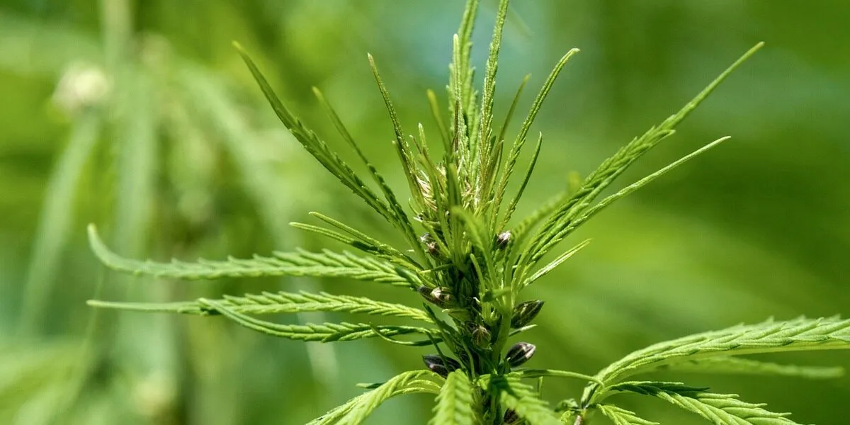 hemp, plant, nature, agriculture, crop, hemp leaf, green, leaf, structure