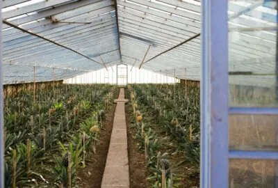 Beyond CBD: The Untapped Industrial Applications of Hemp Fiber and Biomaterials