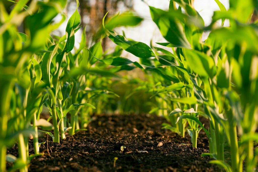 Regenerative Agriculture Practices: How Pulse Crops Naturally Improve Soil Health