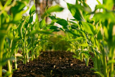Regenerative Agriculture Practices: How Pulse Crops Naturally Improve Soil Health