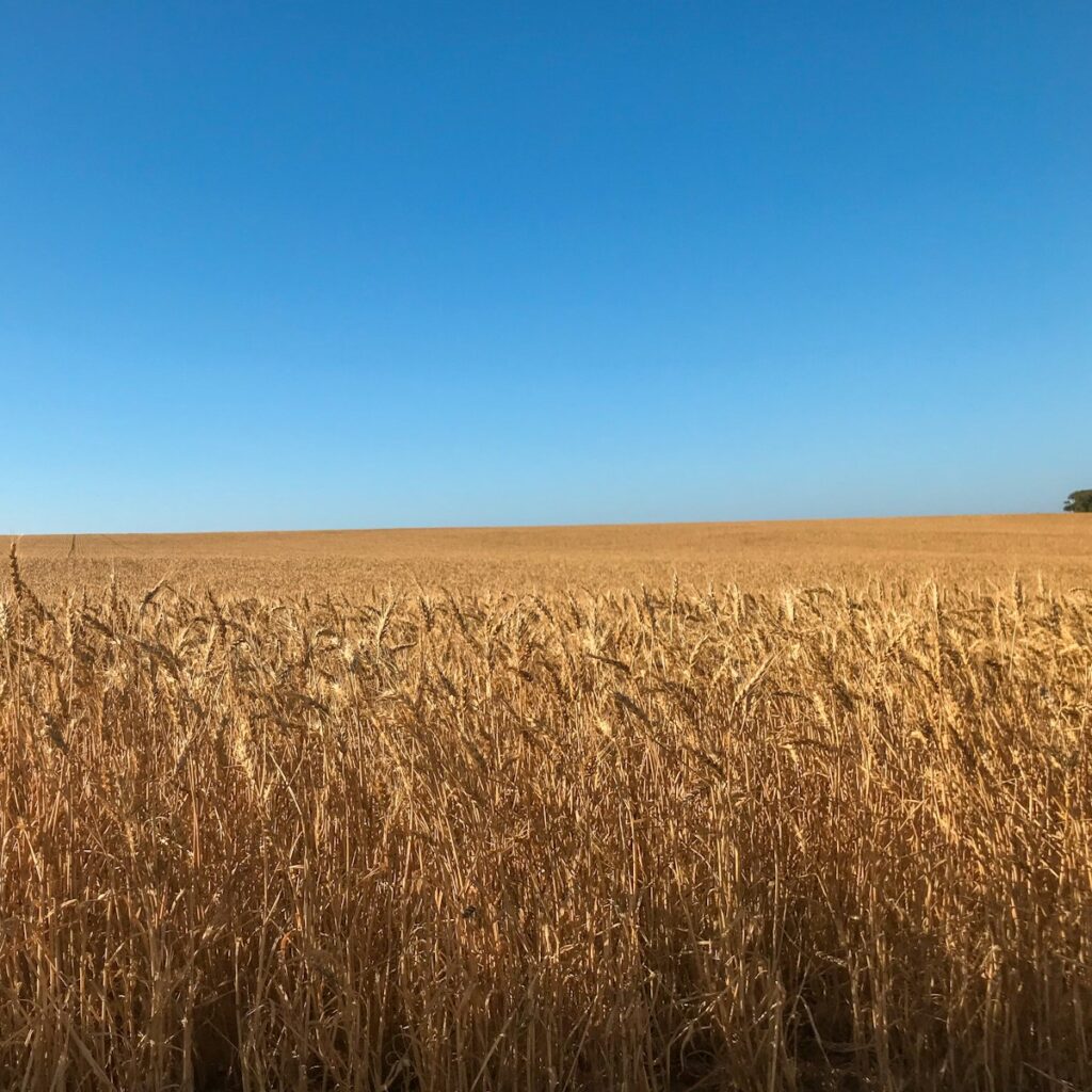a field of wheat with a blue sky in the background