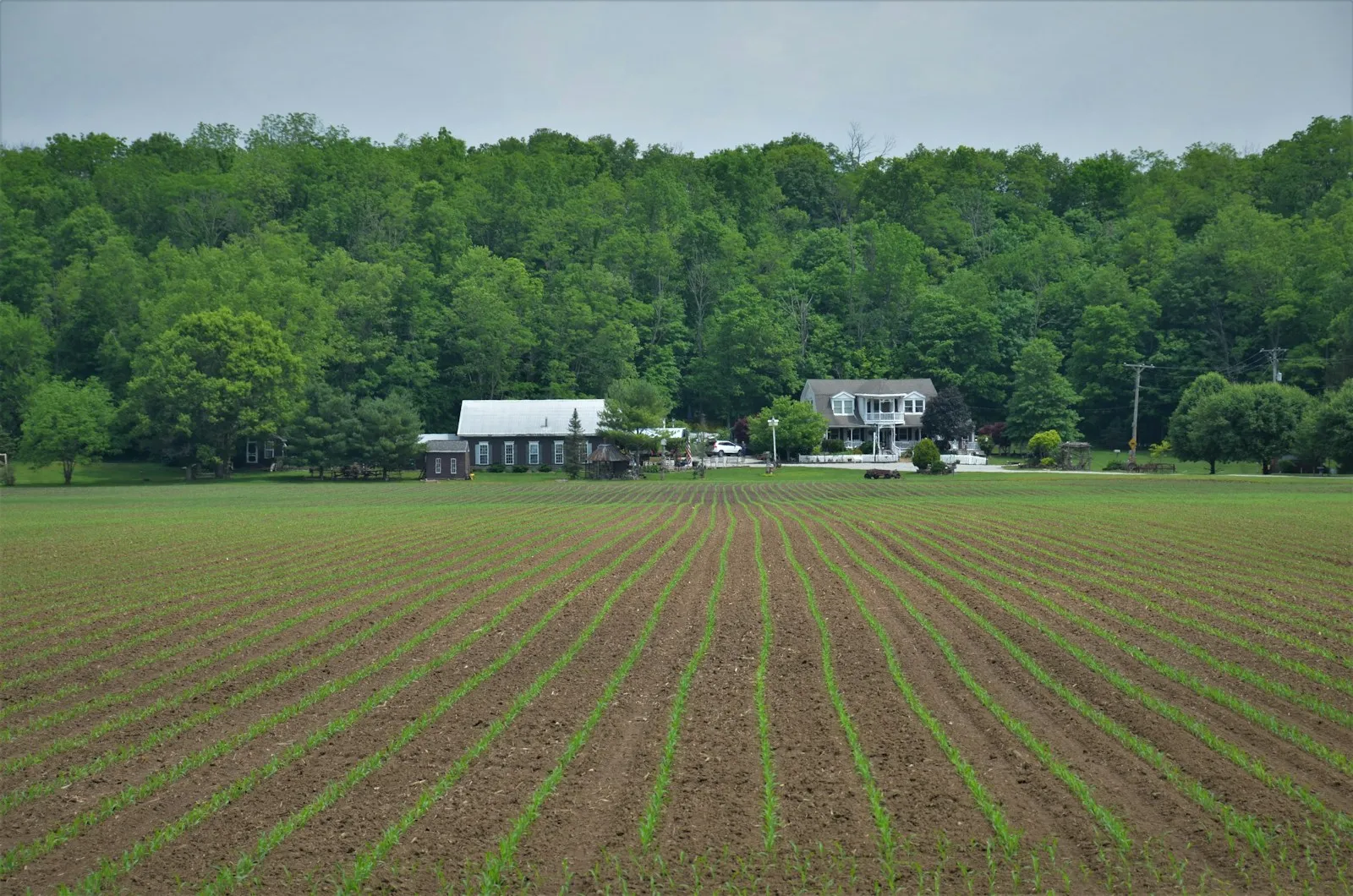 white and black house on green grass field
