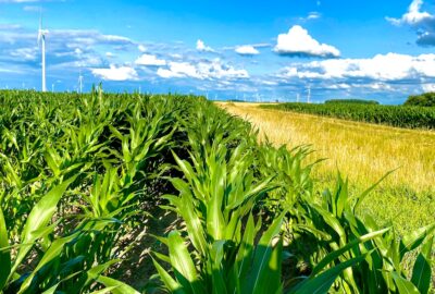 From Farms to Food Brands: Sourcing Trends Shaping the Pulse Ingredient Market