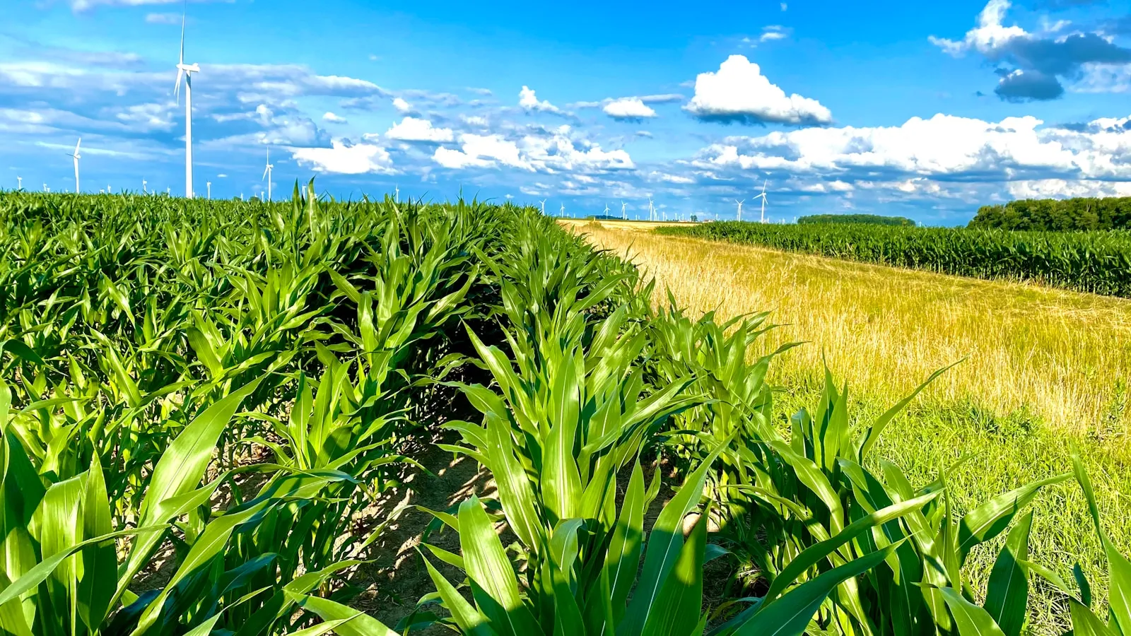 a corn field with wind mills in the background