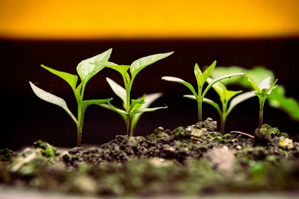 The Startup Advantage: Why Early Adoption of Hemp Ingredients Boosts Brand Growth