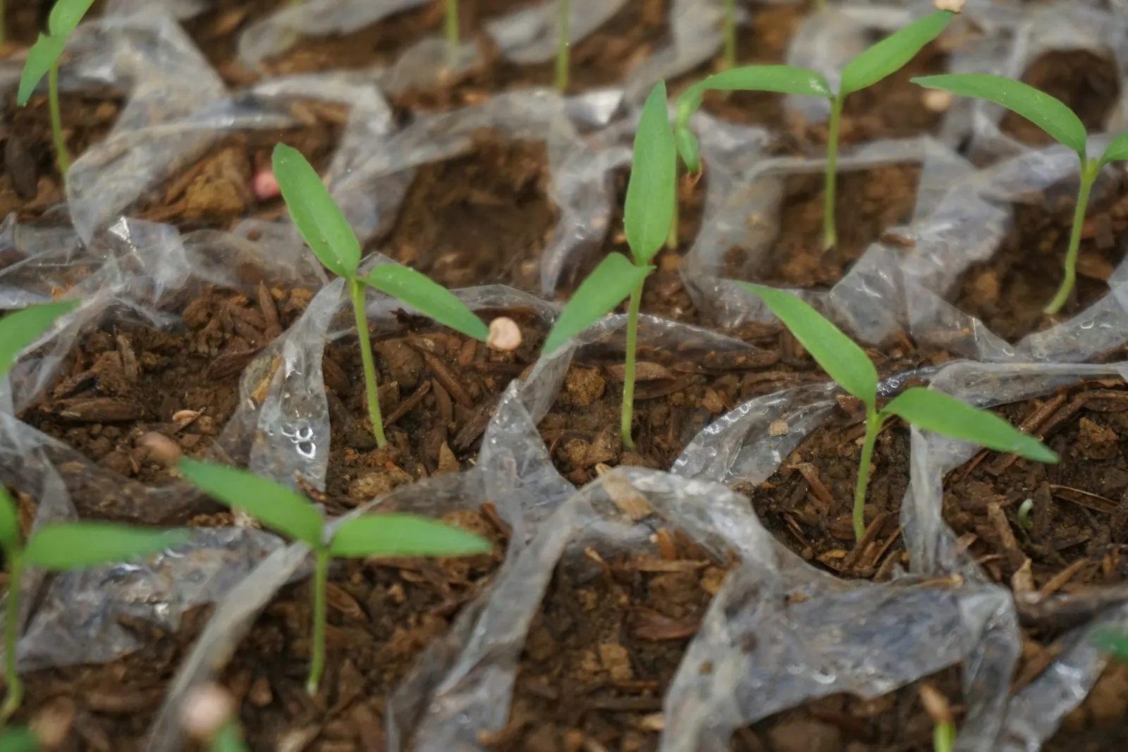 A close up of small plants growing in dirt