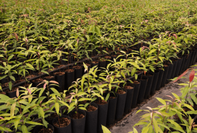 From Farm Waste to Revenue: Hemp Byproducts Creating New Income Streams