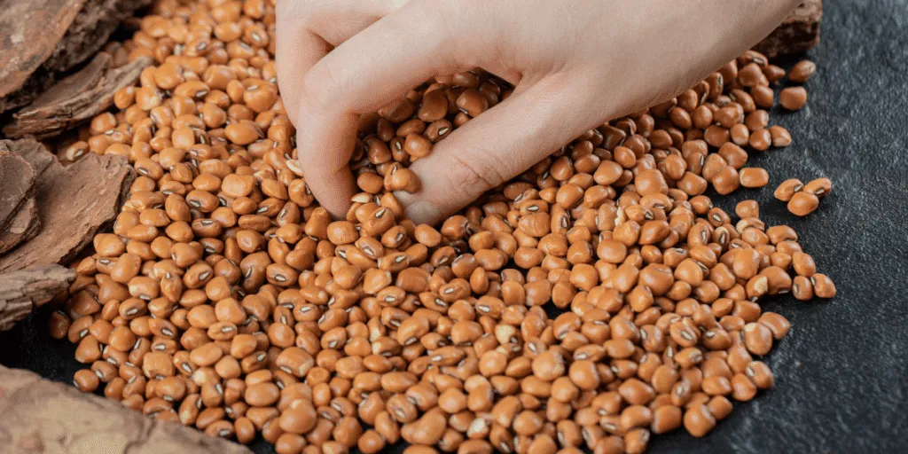 Why Pinto Beans Remain a Staple Ingredient in Affordable, Protein-Rich Food Solutions