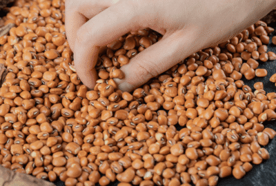 Why Pinto Beans Remain a Staple Ingredient in Affordable, Protein-Rich Food Solutions