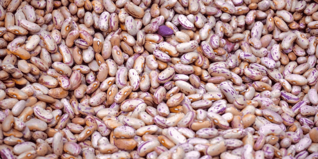 cranberry beans