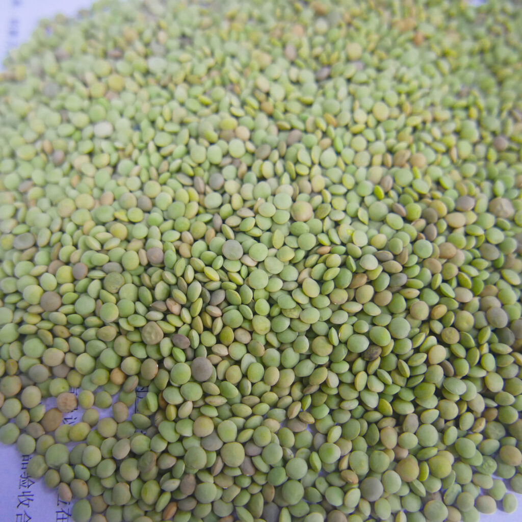 whole-split-Lentils-Red-Lentils-Green-Lentils-5
