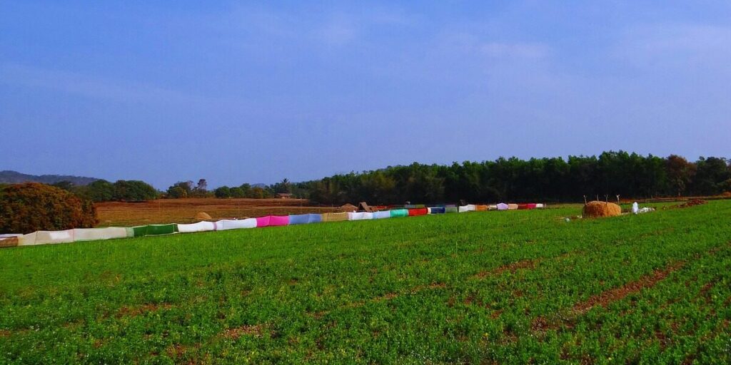 How Pulse Crops Contribute to Cost-Efficient Ingredient Sourcing for Food Brands