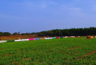 How Pulse Crops Contribute to Cost-Efficient Ingredient Sourcing for Food Brands