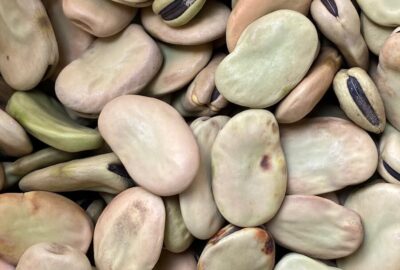 Detailed view of raw fava beans in various shades, showcasing texture and color.