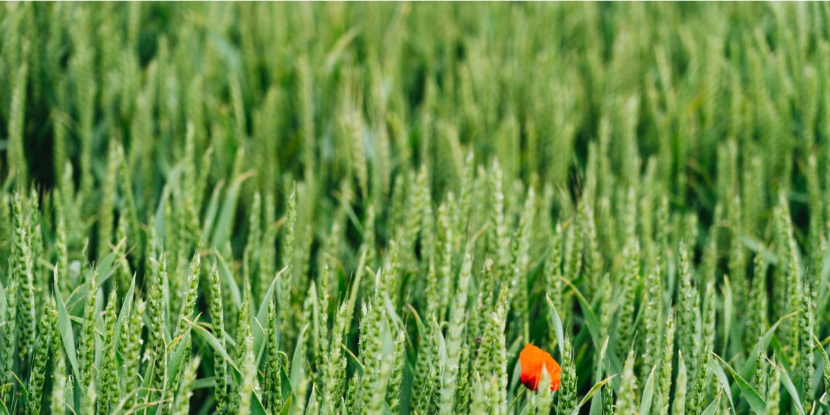 Why Pulse Crops Matter in Ingredient Buying