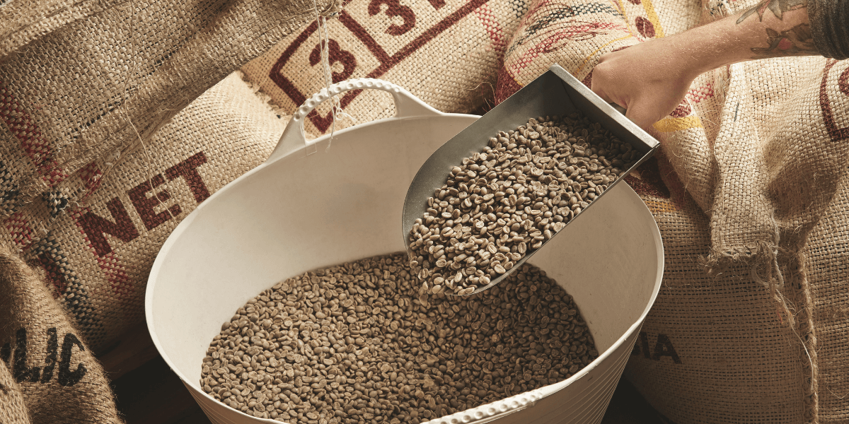 A person pouring coffee beans from a bag into a large bucket, with a focused expression on their face.