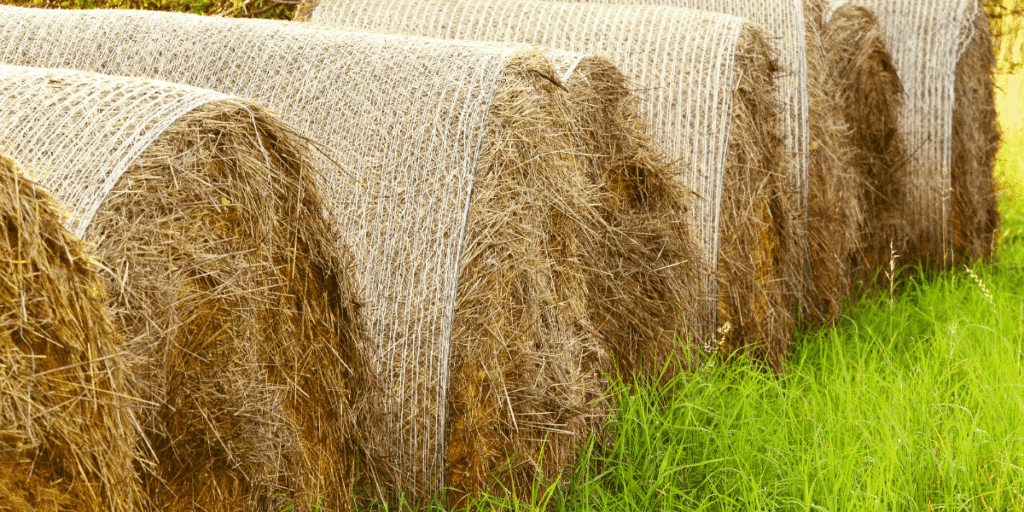 From Field to Fiber: The Retting Process and Hemp Fiber Quality