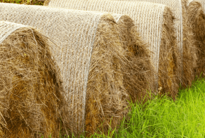 From Field to Fiber: The Retting Process and Hemp Fiber Quality
