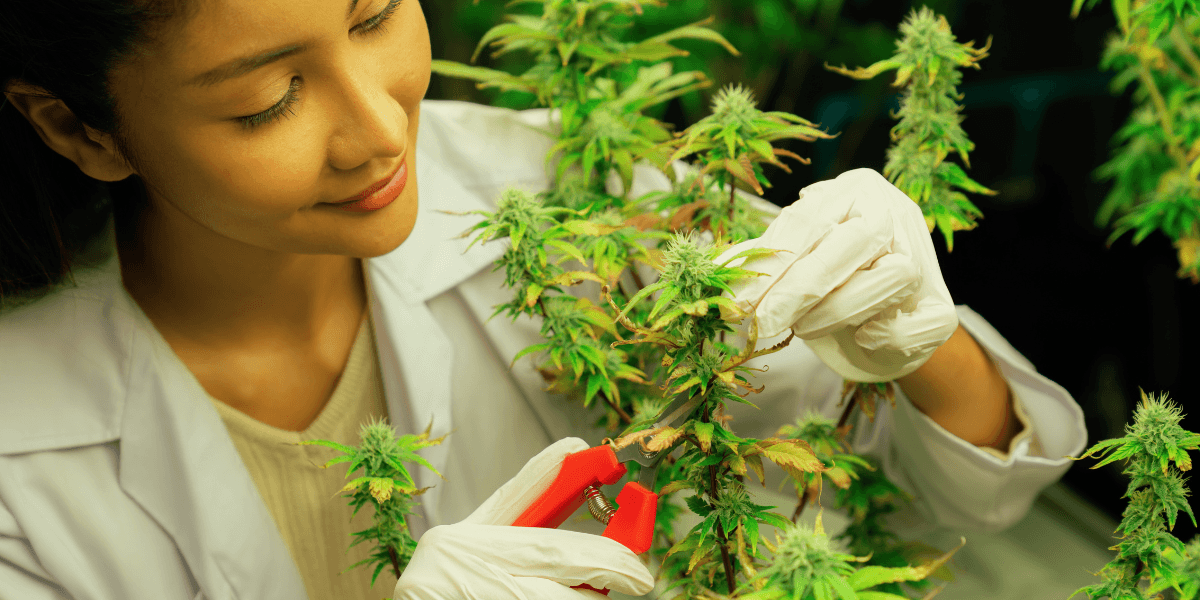  A woman in a lab coat examines a plant, conducting research in a laboratory setting.