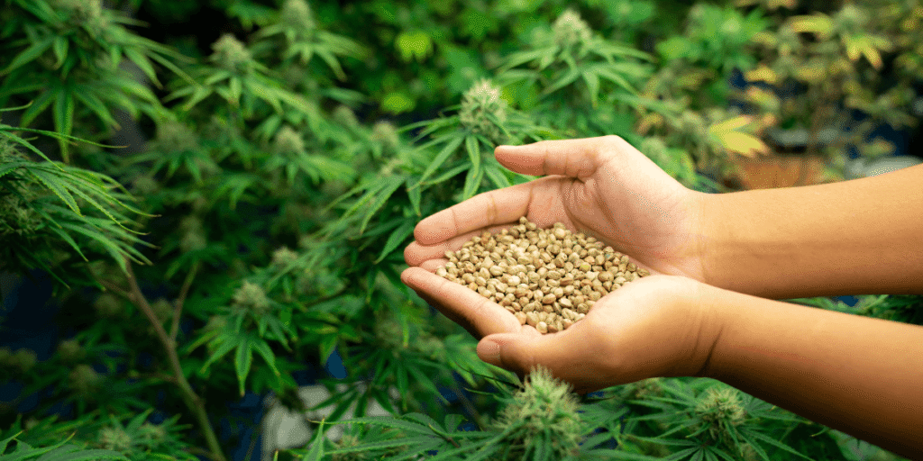 How Hemp Cultivation Can Reduce Dependence on Synthetic Fertilizers