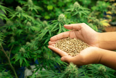 How Hemp Cultivation Can Reduce Dependence on Synthetic Fertilizers