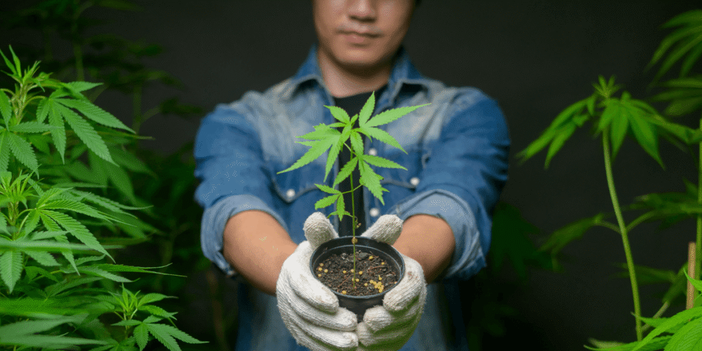 The Role of Hemp in the U.S. Net-Zero Emissions Strategy