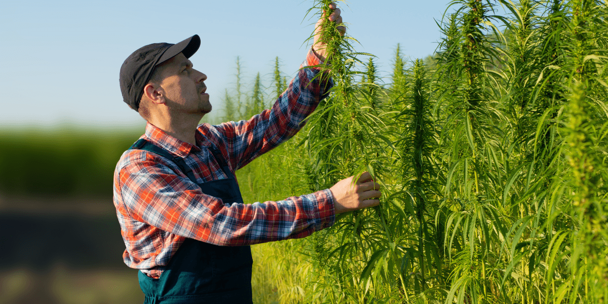 A man in overalls holds a small plant in a field, surrounded by greenery and open space.
