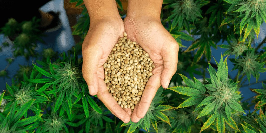 Intercropping Hemp and Pulse Crops: Agronomic Benefits and Supply Implications for Bulk Buyers