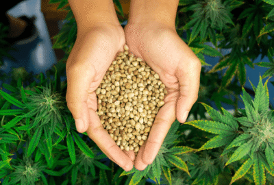 Intercropping Hemp and Pulse Crops: Agronomic Benefits and Supply Implications for Bulk Buyers
