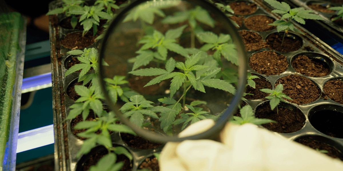  A person examines a green plant closely using a magnifying glass, highlighting details of the leaves and stem.